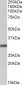 Goat Anti-VDAC2 (C Terminus) Antibody